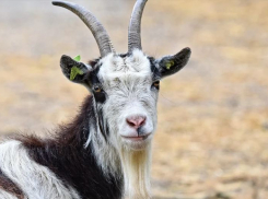 Волгоградскую область преимущественно населяют овцы и козы