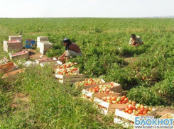 В Волгоградской области задержаны нелегальные мигранты из Узбекистана