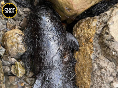 Два дельфина погибли в нефтяной ловушке из-за крушения двух волгоградских танкеров