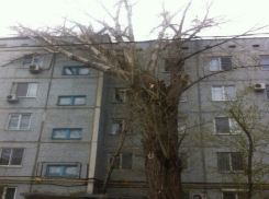 В Кировском районе Волгограда на жилой дом от сильного ветра рухнул старый тополь