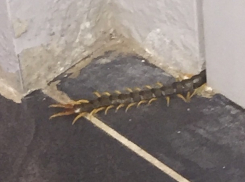 Волгоградку испугала огромная многоножка