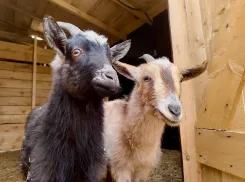 Две необычные козы поселились в центре Волгограда 