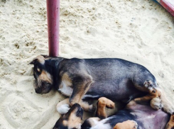 В Волгограде жестоко избили безобидных собак: одна погибла