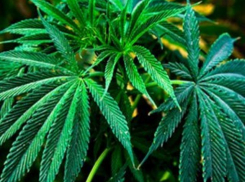 Под Волгоградом селянин вырастил во дворе 322 куста конопли для себя