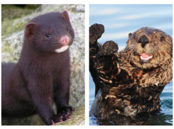 Выдры и норки стремительно плодятся в Волгоградской области