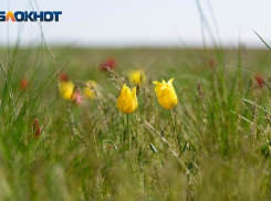 В Волгограде снова взят курс на жару