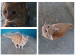 Волгоградцы спасли котенка от страшной смерти в яме и ищут ему семью 