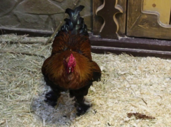 Волгоградский петух ушел к страусам из-за неверности куриц