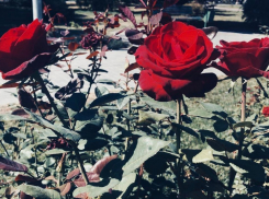 Море роз и дизайнерские изделия в подарок: волгоградцев ждет крупный цветочный праздник