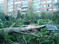 В Волгограде старый тополь упал на три машины