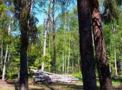 В Волгоградской области чистят леса