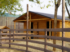 Лань сбежала из живого уголка в Волгограде 