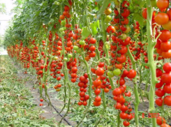 В Волго-Ахтубинской пойме оборудуют орошаемое поле