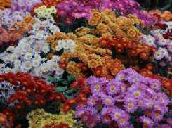 В Волжском выберут хризантему – королеву бала 