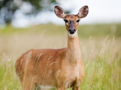 Браконьер убил косулю в Волгоградской области и получил уголовное дело, штраф и конфискацию ружья 