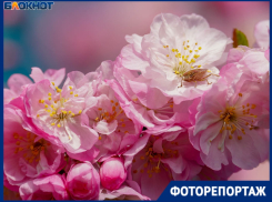 Завораживающее цветение сакуры показал фотограф в Волгограде 