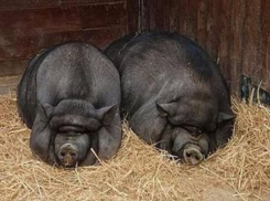 Камышинский район захватила африканская чума свиней 