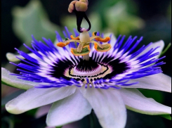 Волгоградскую область посетили европейские ученые-ботаники