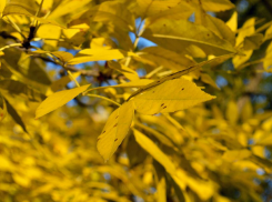 Ночные заморозки сменились в Волгограде «плюсом»