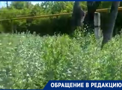 «Убитый туалет, опасные ступеньки и трава с человеческий рост»: почтовое отделение возмутило волгоградца 