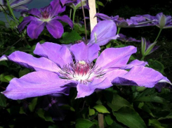 В Волгоградском ботсаду расцвели клематисы