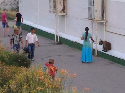 В Волгограде женщина выгуливала медведя