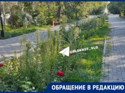 Волгоградцы назвали позором мэра лысые цветники в центре города 
