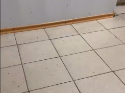 Клопы атаковали поликлинику №8: волгоградцы запечатлели насекомых на видео