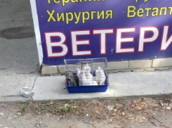 Волгоградцы оставили посреди улицы маленьких котят в клетке