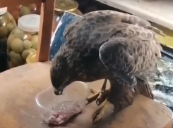 Три дня ничего не ел, кололи антибиотиками: семья в Волгоградской области спасла краснокнижную птицу