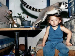 В Волгоград незаконно въехала компания из двух макак и лемура