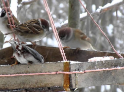 В природном парке «Цимлянские пески» стартовал марафон помощи птицам