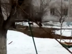 Бездомные собаки оккупировали дворы Волгограда