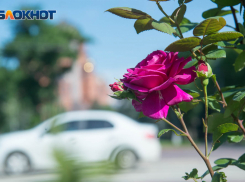 Как посадить розы осенью рассказали волгоградцам