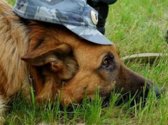 В Волгограде овчарка обнаружила наркоторговца на остановке