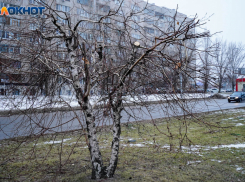 Потепление до +5 градусов накроет Волгоградскую область