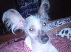 Уехала жить в Москву китайская хохлатая, которой безуспешно пытались найти добрых хозяев в Волгограде