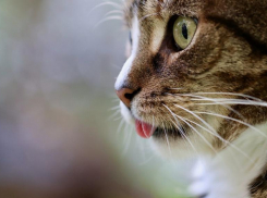 Зараженный бешенством кот искусал жительницу Волгоградской области