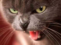 Под Волгоградом введен карантин из-за бешенства животных