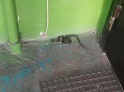 Змеи массово поползли в многоэтажки Волгограда