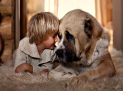 Желтая Собака помирит тех, кто в ссоре, и поможет честным волгоградцам 