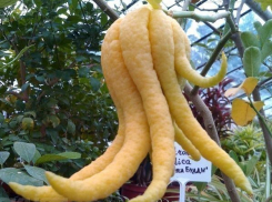 В Волгограде кустарник «Руки Будды» принес первые плоды зимой 