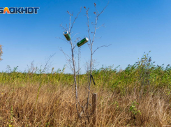 Новые подробности вокруг скандала с ООО «ГринЛайт» в Волгограде