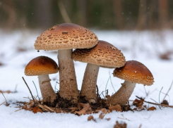 Не трогать и не продавать: волгоградцев заставят по-новому собирать грибы