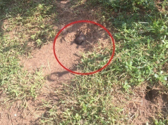 Армия мышей пошла в атаку под Волгоградом: съедены провода авто, загублен урожай, плодятся инфекции 