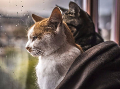 Дожди с грозами сменили изнуряющую жару в Волгоградской области