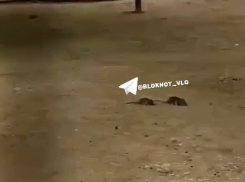 Огромных крыс заметили в парке альпак в Волгограде