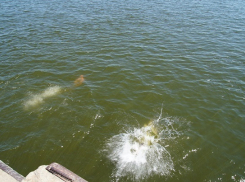 Мужчину с кирпичами на шее обнаружили на дне реки под Волгоградом