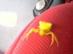 Желтый паук-краб попал на фото в Волгограде