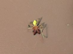 Ядовитый хищный паук сак заполз домой к жителям пригорода Волгограда